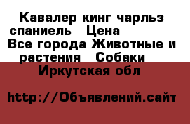 Кавалер кинг чарльз спаниель › Цена ­ 40 000 - Все города Животные и растения » Собаки   . Иркутская обл.